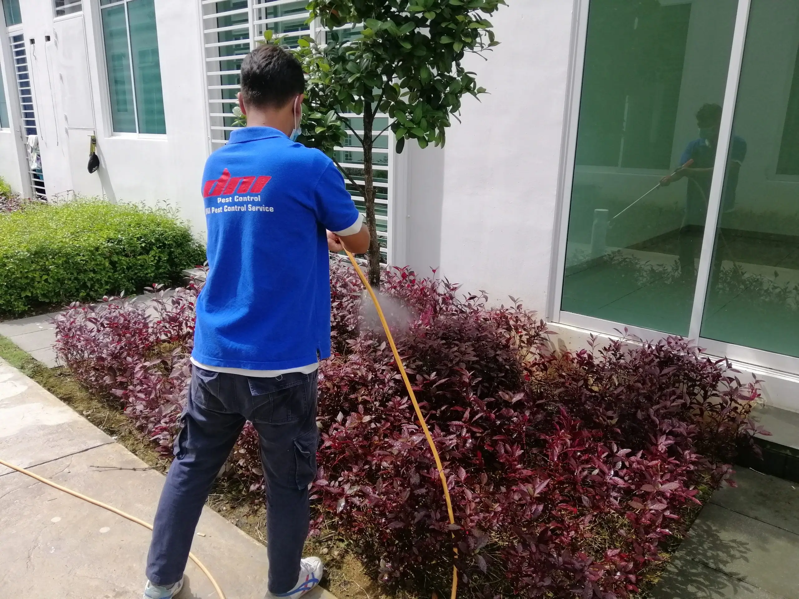 A technician from DNI Pest Control, a leading pest control company in Malaysia, wearing a company uniform and spraying outdoor plants to provide the best pest control and garden maintenance.