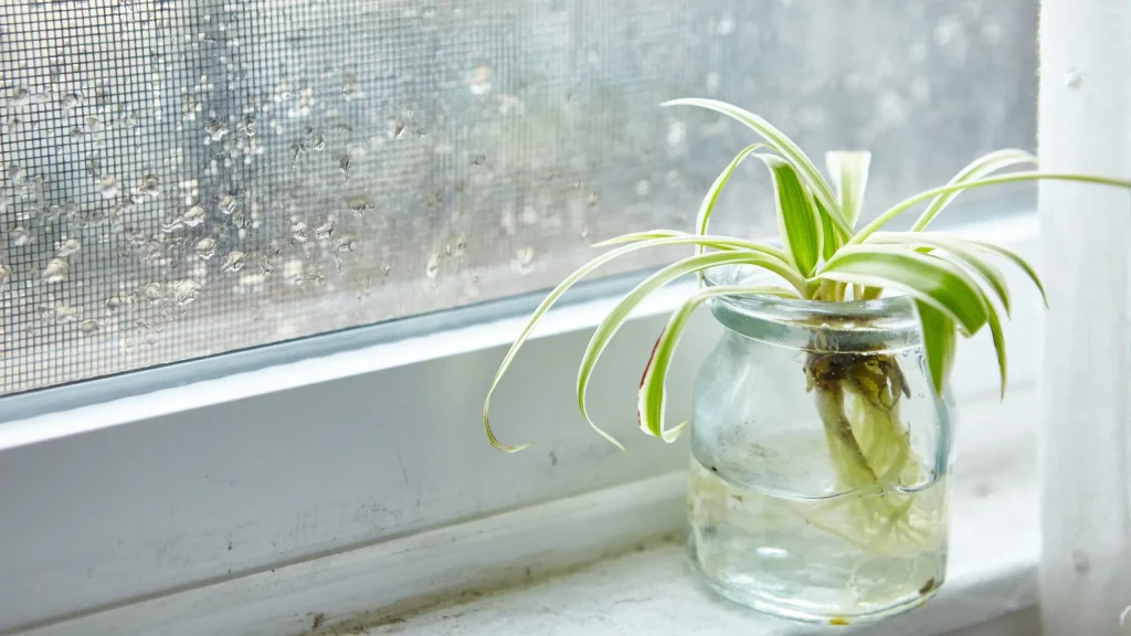 spider plant cutting with visible roots growing in a clear glass jar of water sits on a white windowsill next to a window with a screen and raindrops on the glass.
