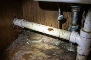 Top 5 Places Cockroaches Hide in a Malaysian Kitchen And How to Stop Them