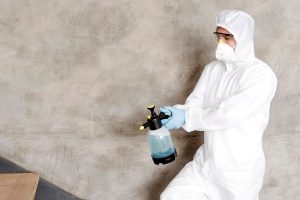 Top Reasons Why Termite Infestations Are Rising in New Areas Like Puncak Alam & Sepang